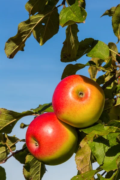 在秋天苹果树上的苹果 — 图库照片