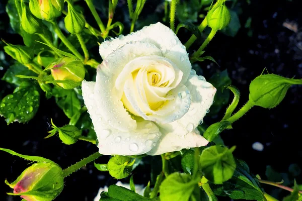 Rosa blanca en un rosal — Foto de Stock