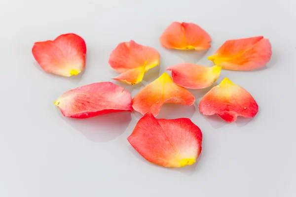Bloemblaadjes van een roos — Stockfoto