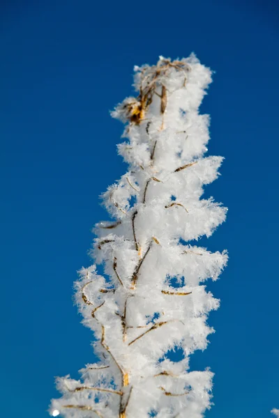 Landskap med hoar frost, frost och snö på träd i vinter. — Stockfoto