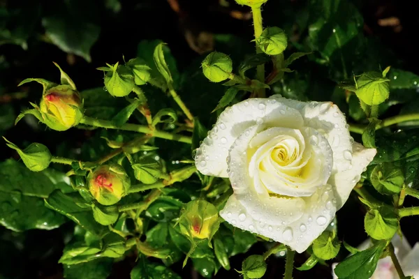 Bílou růži na růžovém keři — Stock fotografie