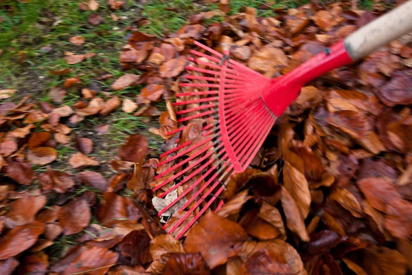 Raking leaves. remove leaves. gardening in the fall. — Stock Photo, Image