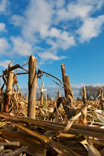 Veld na de oogst — Stockfoto