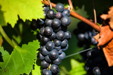 Grapes in the vineyard clipart