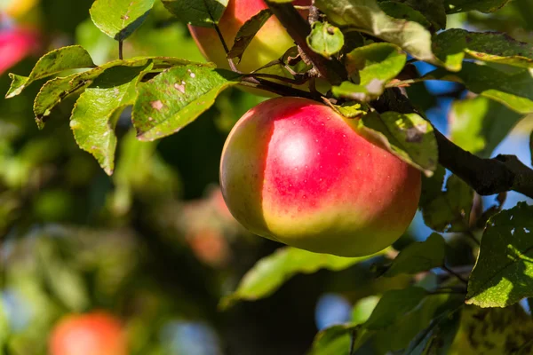 Apples on an apple tree in autumn — Stock Photo, Image