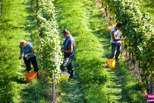 Винтаж в винограднике — стоковое фото