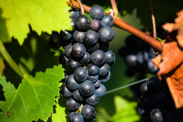 Uvas na vinha — Fotografia de Stock