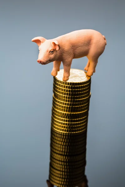 Varken op stapel van munten — Stockfoto