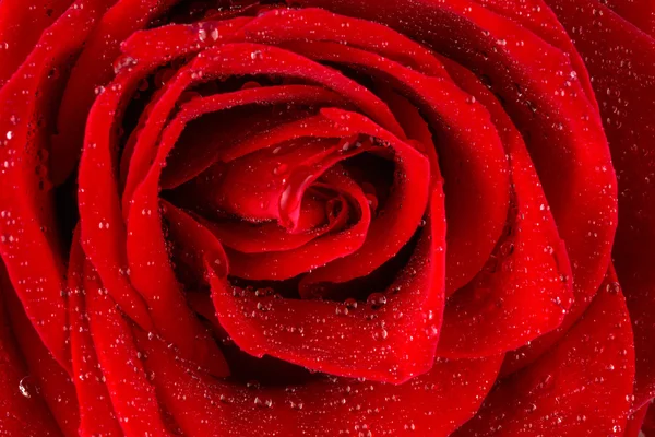 Rote Rose mit Wassertropfen — Stockfoto