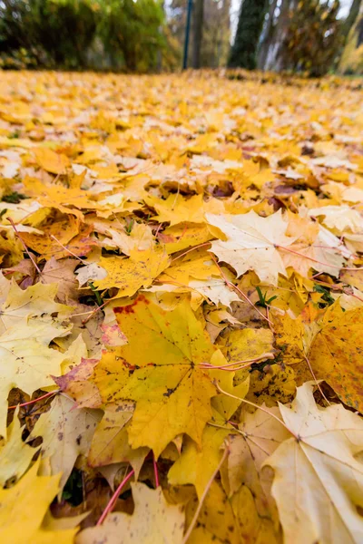 Foglie gialle in autunno — Foto Stock