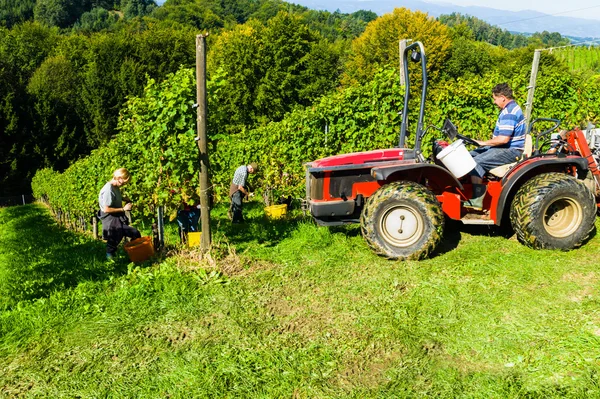 Weinlese im Weinberg — Stockfoto