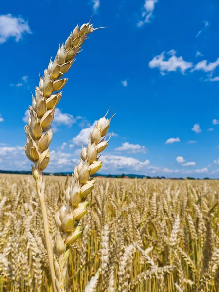野原の大麦 — ストック写真