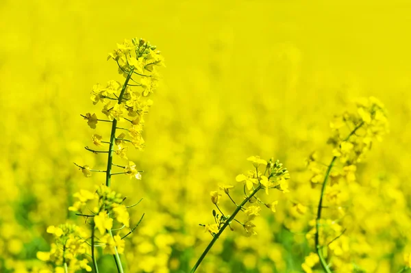 Żółte pole rzepaku wiosną — Zdjęcie stockowe