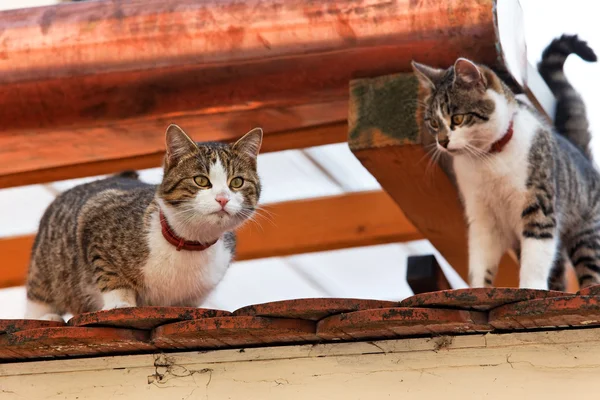 屋根の上の 2 匹の猫 — ストック写真