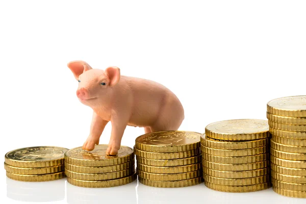 Cerdo en pila de monedas — Foto de Stock