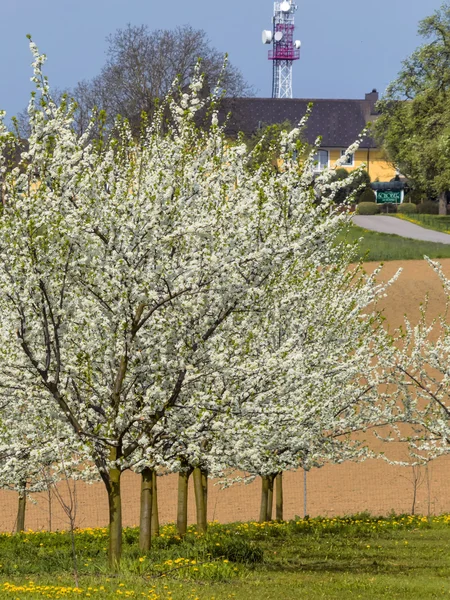 Alberi da frutto fioriti in primavera — Foto Stock