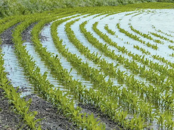 Flood 2013 — Stock Photo, Image