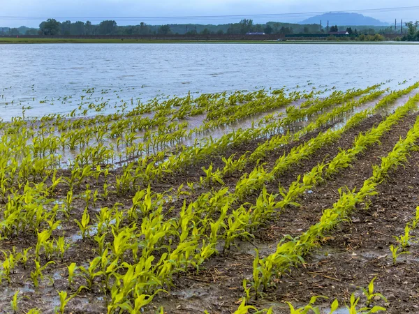 Flood 2013 — Stock Photo, Image