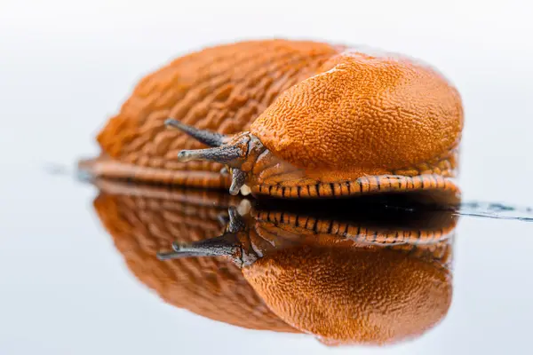 Beyaz bir arka plan üzerinde Slug — Stok fotoğraf