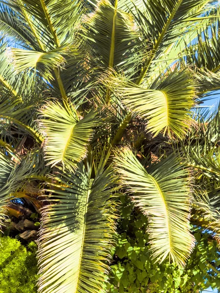 Palmier contre ciel bleu — Photo