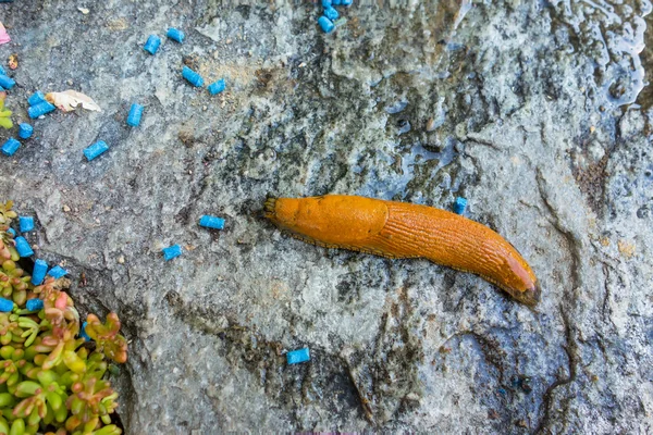 Caracol con pellets de babosa — Foto de Stock