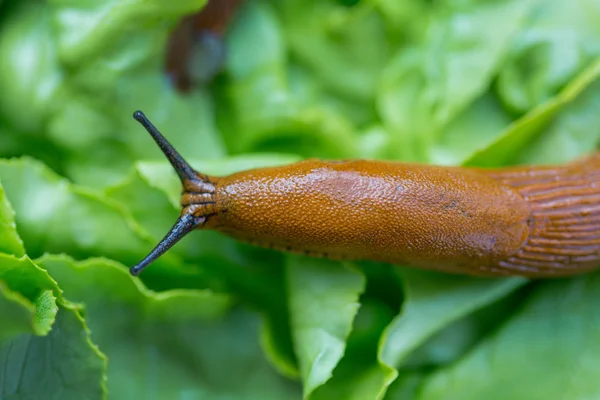 Ślimak z liść sałaty — Zdjęcie stockowe