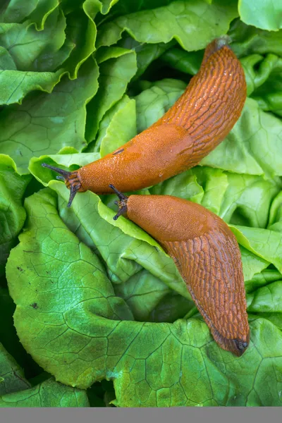 Schnecke mit Salatblatt — Stockfoto