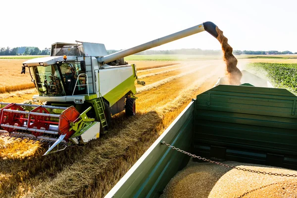 Campo de cereales de trigo en la cosecha —  Fotos de Stock