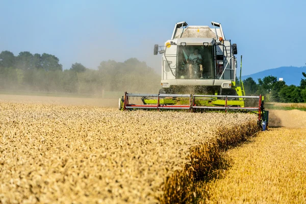 Getreidefeld von Weizen bei der Ernte — Stockfoto