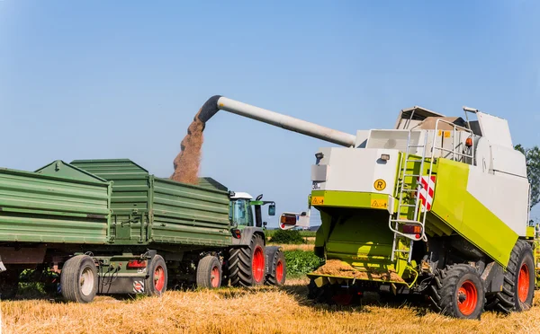Зерновые поля пшеницы во время сбора урожая — стоковое фото