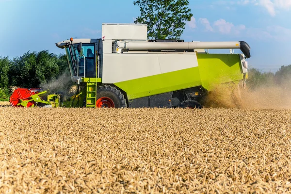Getreidefeld von Weizen bei der Ernte — Stockfoto