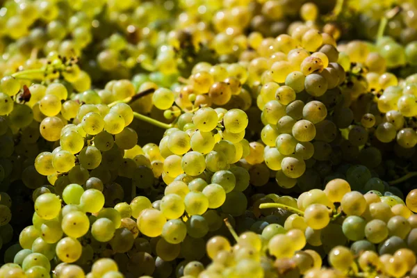 Weinlese im Weinberg — Stockfoto