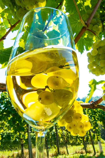 Glass of wine in the vineyard — Stock Photo, Image