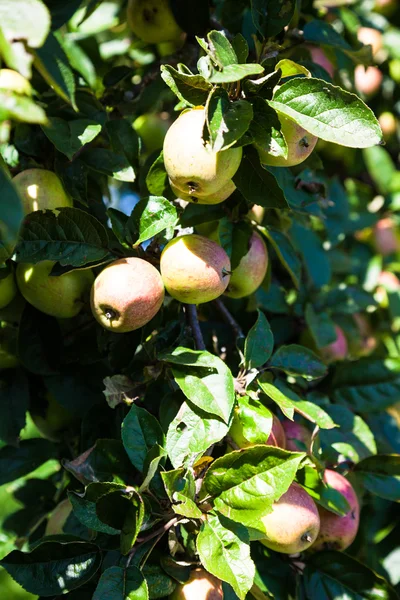 Apples ripen in the tree — 图库照片