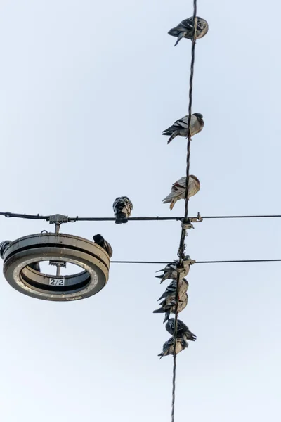 Uccelli sulla linea elettrica — Foto Stock