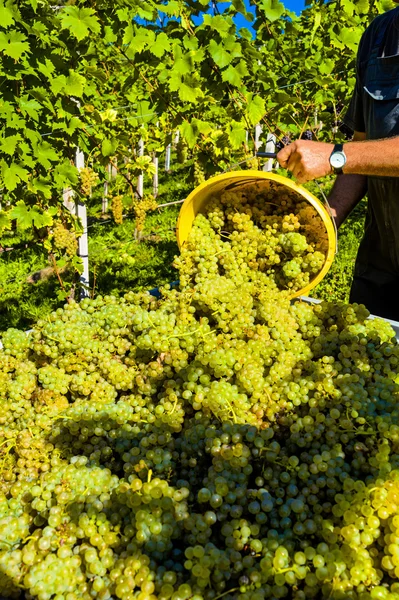 Weinlese im Weinberg — Stockfoto