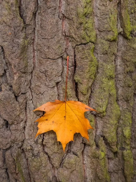 Hoja y árbol en otoño — Foto de Stock