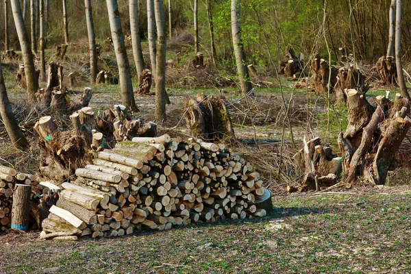 Árboles en un bosque fueron cortados — Foto de Stock