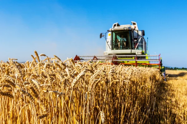 Campo di grano con grano al momento del raccolto — Foto Stock