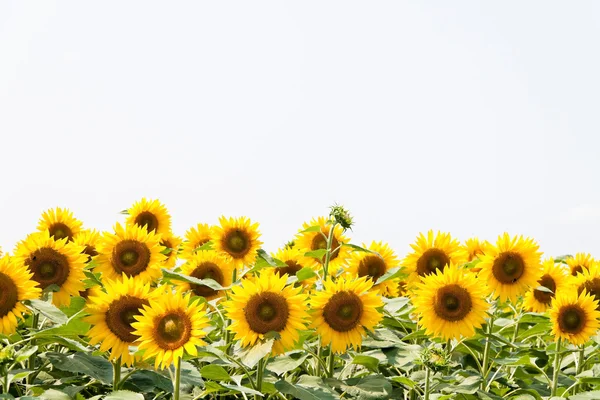 Sunflowers in bright yellow on a field — Stock Photo, Image