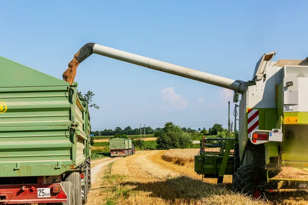 Campo de maíz con trigo en la cosecha —  Fotos de Stock