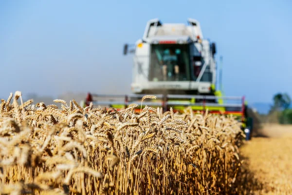 Campo di grano con grano al momento del raccolto — Foto Stock