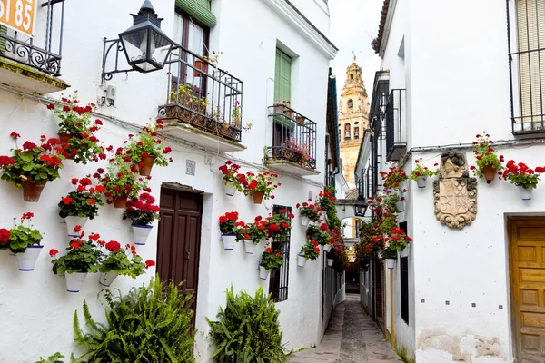 Spanje, cordoba, calleja de las flores — Stockfoto