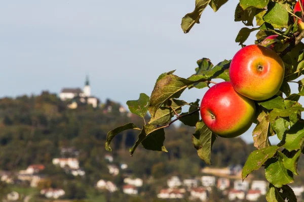 Apple tree with pÃ¶stloingberg — Stock Photo, Image