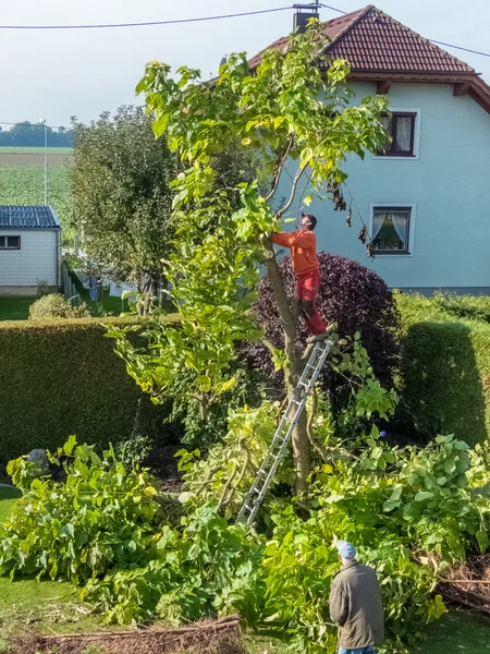 Trädgårdsmästare på jobbet — Stockfoto