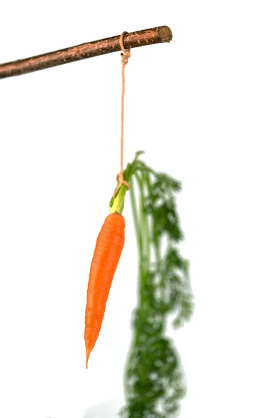 Fresh carrots on floor — Stock Photo, Image