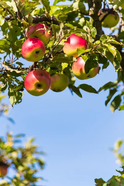 Apples in the fall on an apple tree — Stock Photo, Image