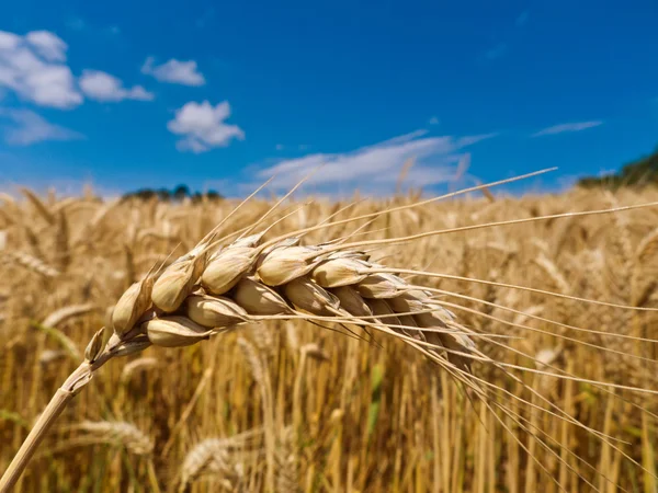 Korn på ett fält — Stockfoto