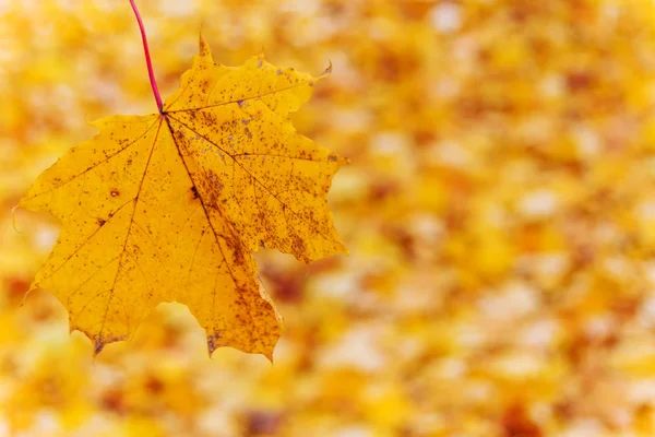 Желтые листья осенью — стоковое фото