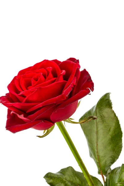 Red rose. sign of love — Stock Photo, Image